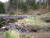 Old beaver pond northwest of Cropsey Pond